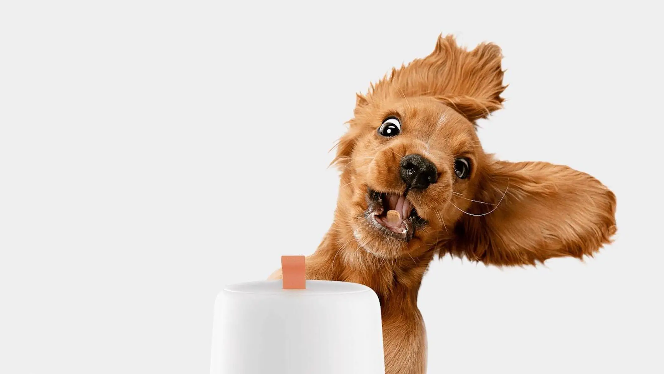 The best pet gadgets and accessories to buy for your furry friends in 2022